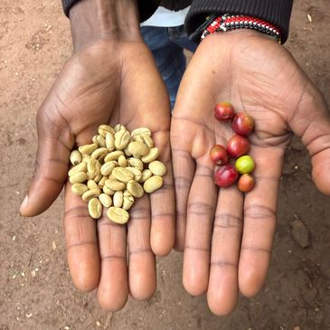 Hands holding coffee cherries and coffee beans.