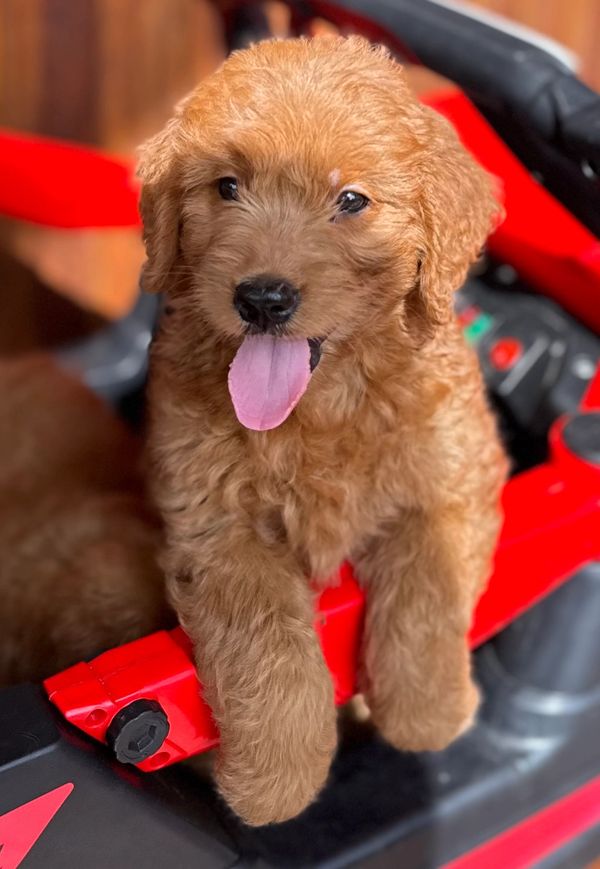 Fluffy brown puppy with tongue out sitting in a red toy car.
