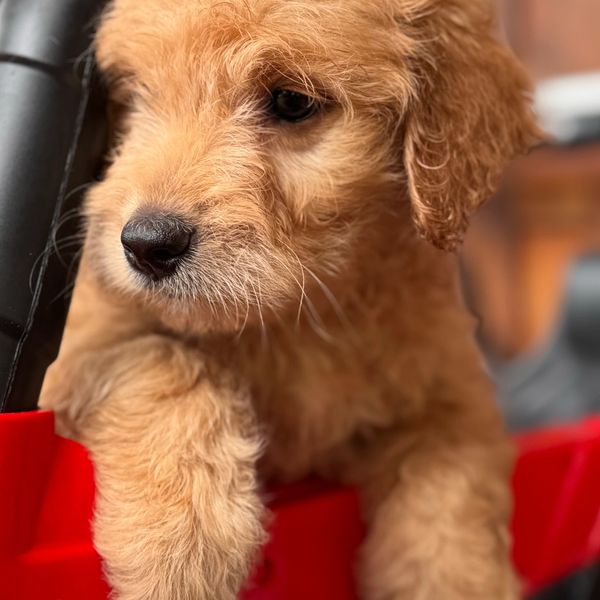 Close-up of an adorable fluffy golden puppy looking to the side.