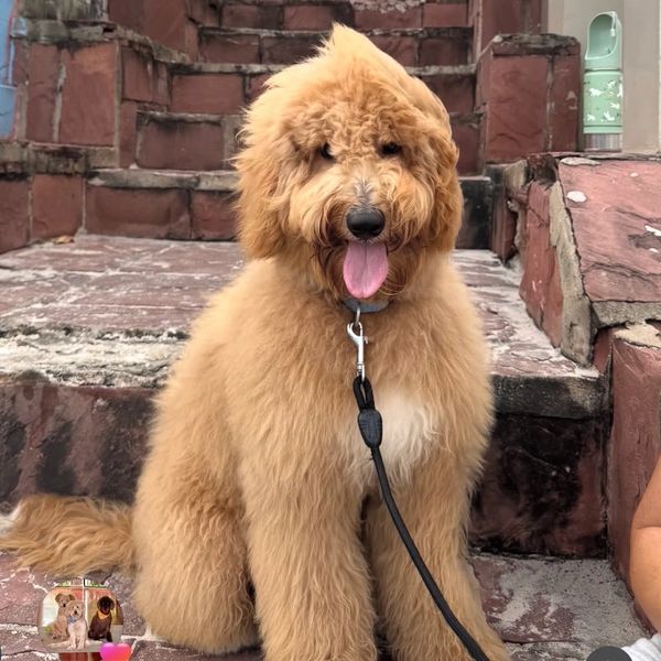 Fluffy golden doodle sitting happily on stone steps.