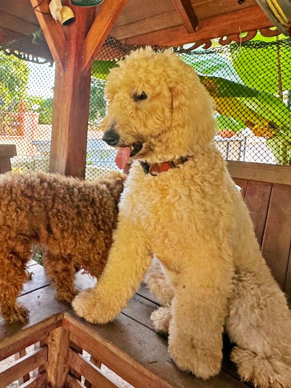 Two curly-haired dogs sitting on a wooden bench inside a gazebo.