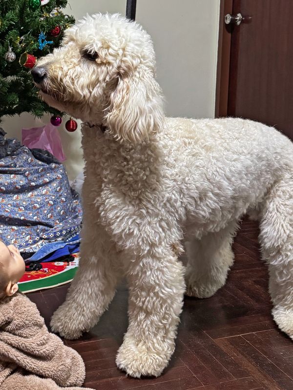 Curly white dog standing near a Christmas tree and a child on wooden floor.
