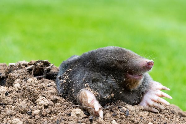 Pest Control For Moles
