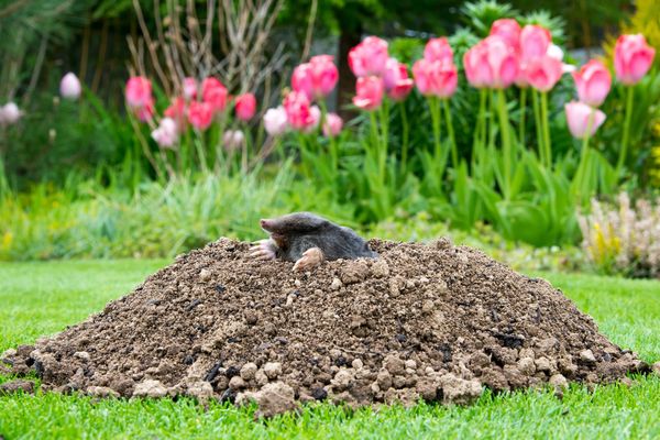 Mole pest control