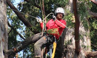 Arborist Tree Services