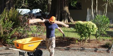 Tree Service Cost