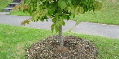 Mulching with arborists chips