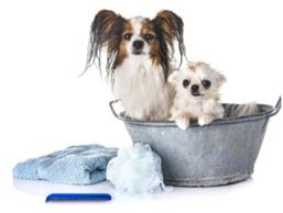 dog bath, clean, brush, soap, clean dog, brushing