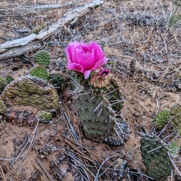 pink cactus flower blooming in the desert