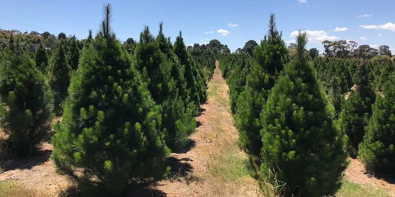 Real Christmas Trees for Sale