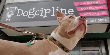 A dog standing in front of a dog care business sign.