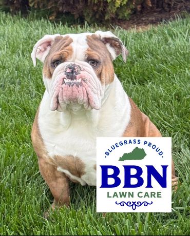 BBN Lawn Care logo with English Bulldog over green grass, serving Nicholasville and Lexington KY.