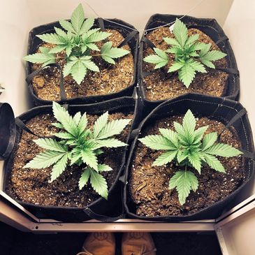 In Canada, it is legal to grow 4 cannabis plants per household. 