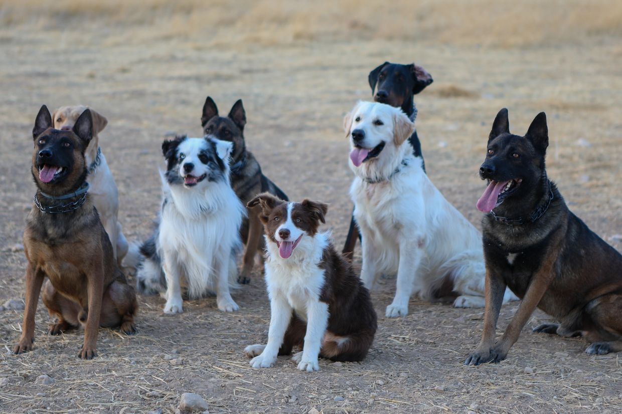 Labrador, Australian shepherd, malinois, doberman, golden retriever in training. Dogs sit & stay.
