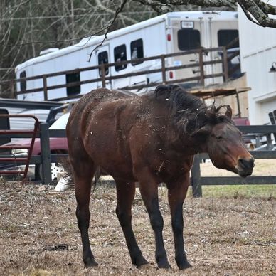 A brown horse shaking its head outdoors near trailers.