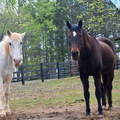 Two horses standing in a fenced paddock with trees in the background.