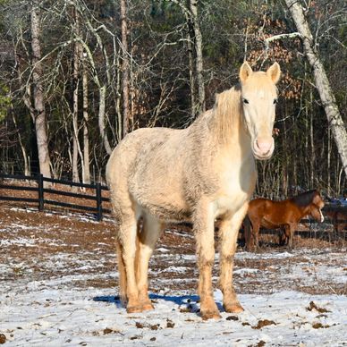 A light-colored horse stands in a snowy paddock with another brown horse in the background.