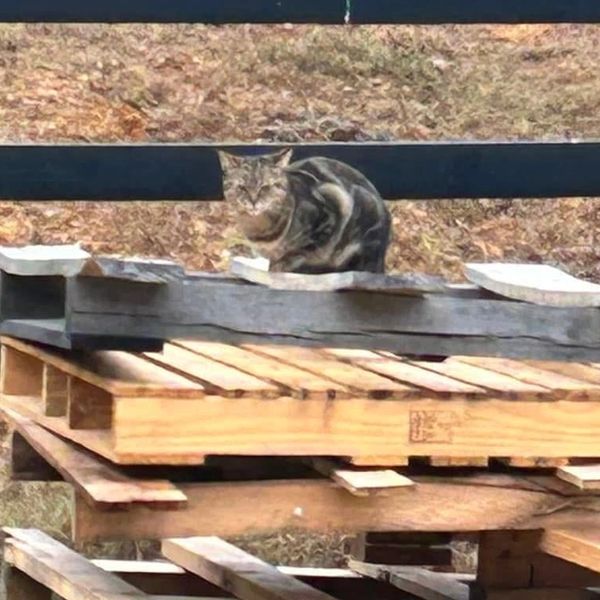 A cat camouflaged behind wooden pallets and beams outdoors.