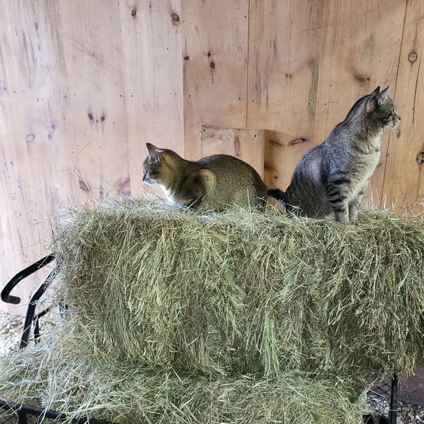 Two cats sitting back-to-back on a hay bale inside a wooden shed.