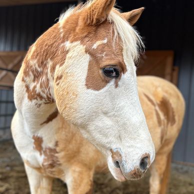 Close-up of a brown and white horse with a gentle expression.