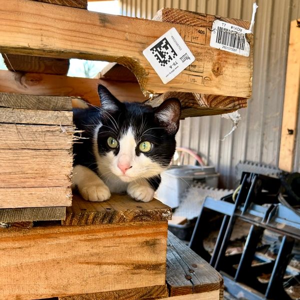 Black and white cat peeking out from stacked wooden pallets in a workshop.