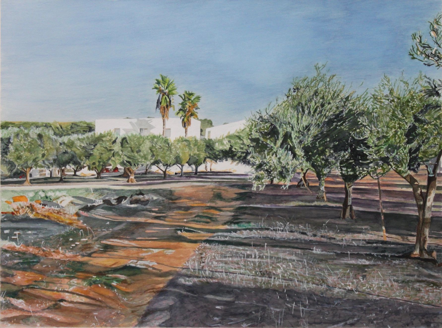 Marsala Olive groves