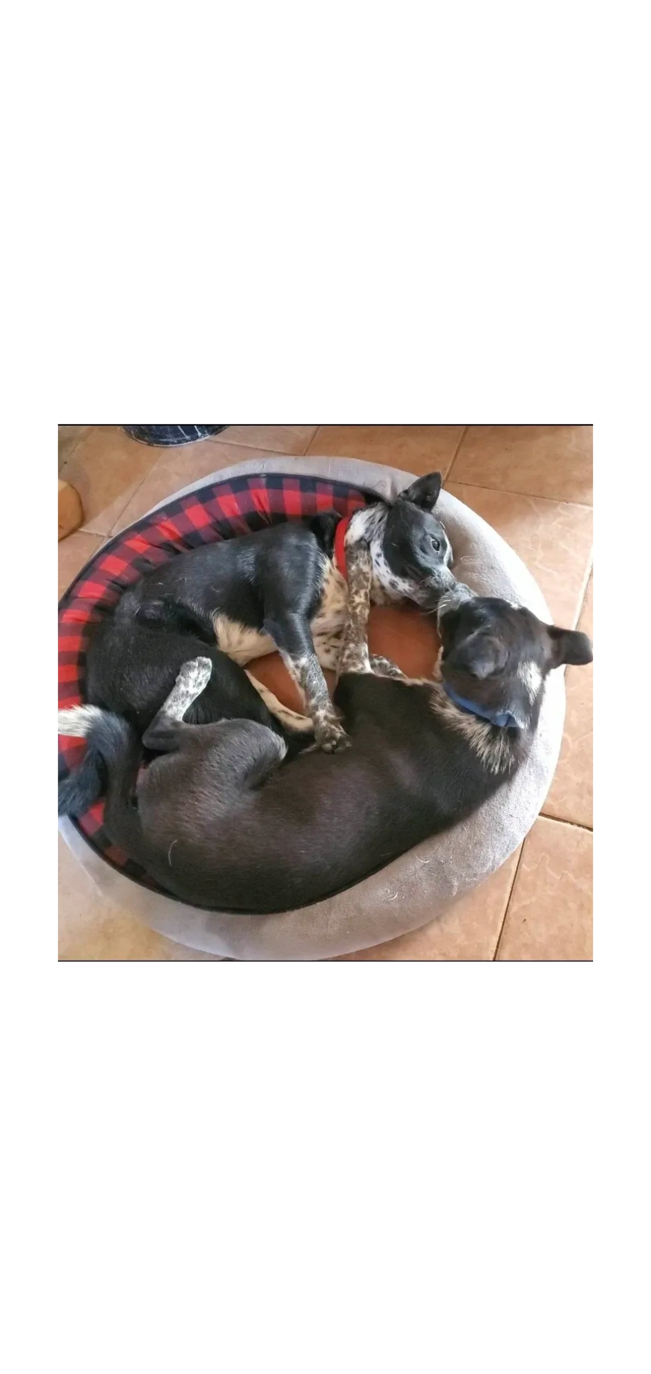 Networking for animal rescue pawfia secure pledging system