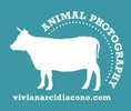 vivianarcidiacono.com