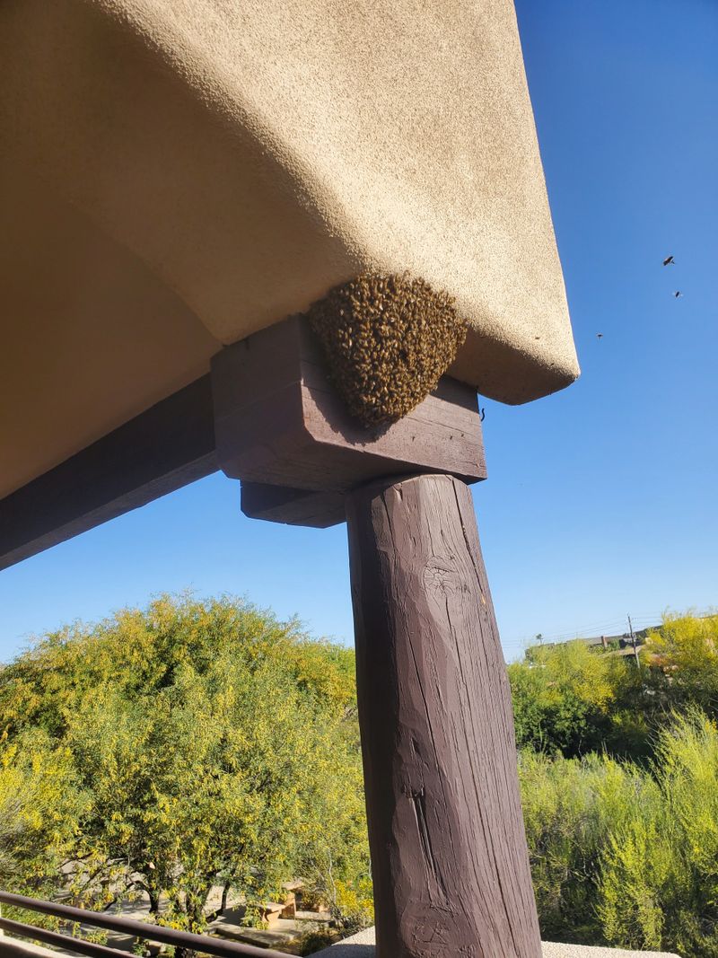 SUNDANCE GARDENS 4-29-22 HIVE (1).jpg