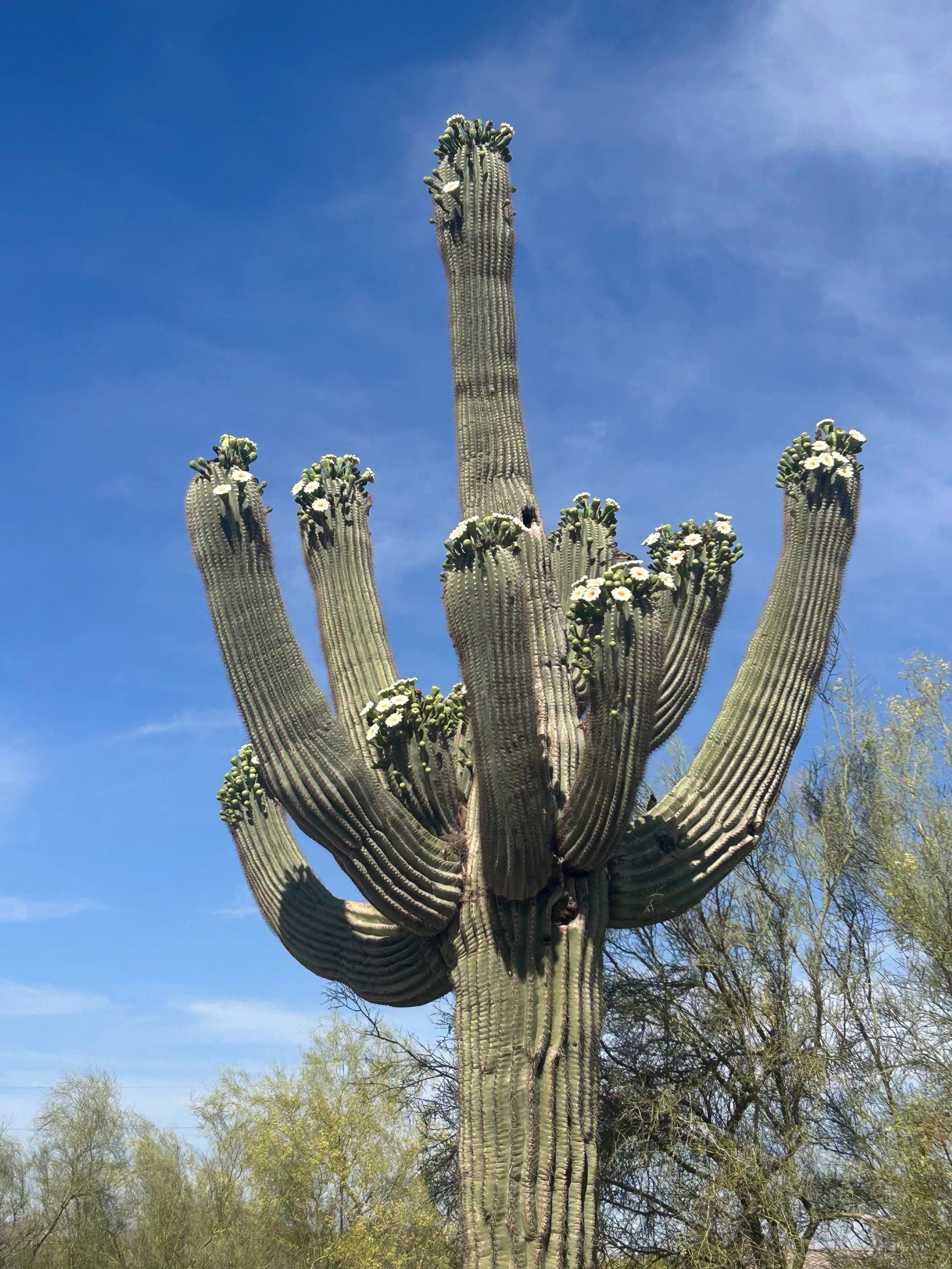 Tall cactus with white flowers against a blue sky.