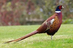 Ring-necked pheasants not native to U.S. but have thrived as a game bird