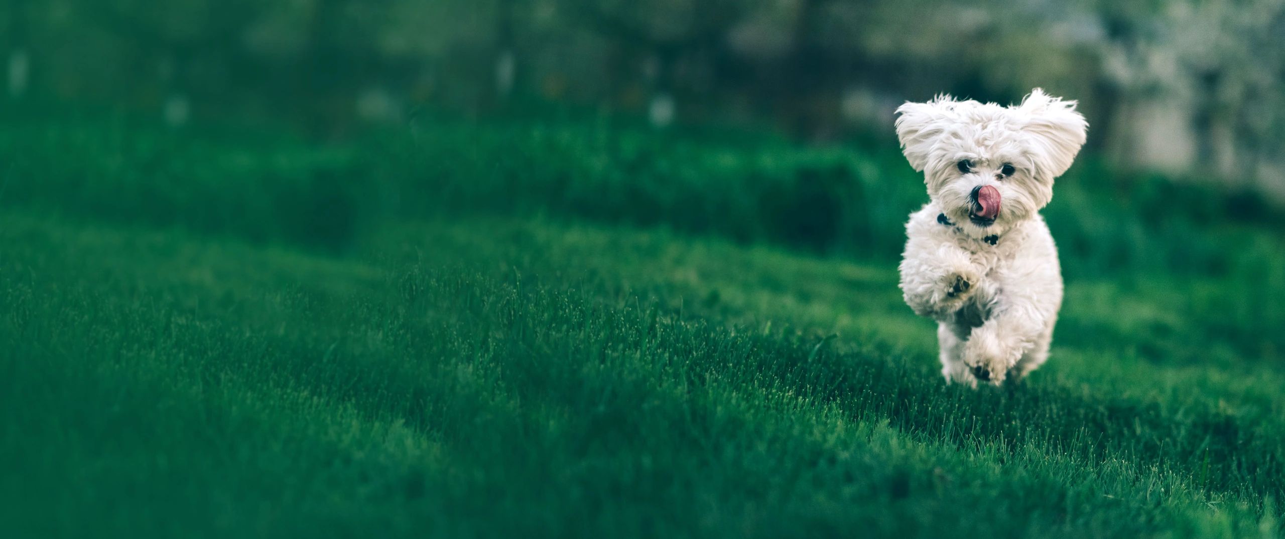 Happy Puppy - Pet Services in Houston