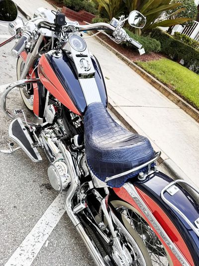 Sapphire blus alligator belly seat