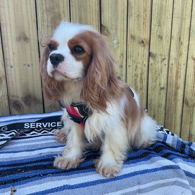 Psychiatric Service Dog