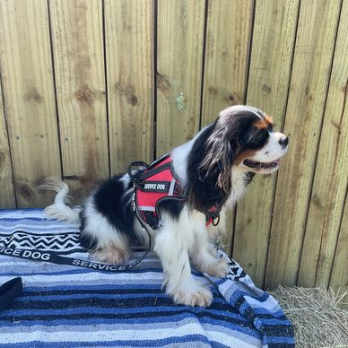 Psychiatric Service Dog