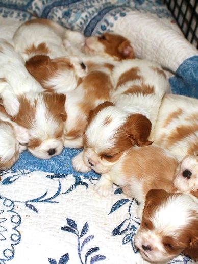 Future Service Dogs