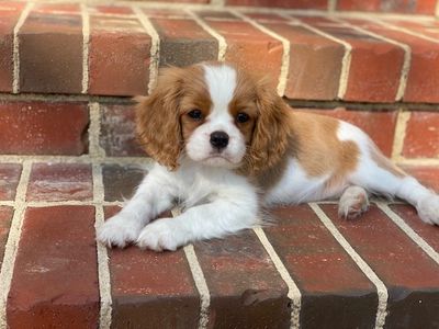 Some of the cavalier puppies for sale in Houston, TX.