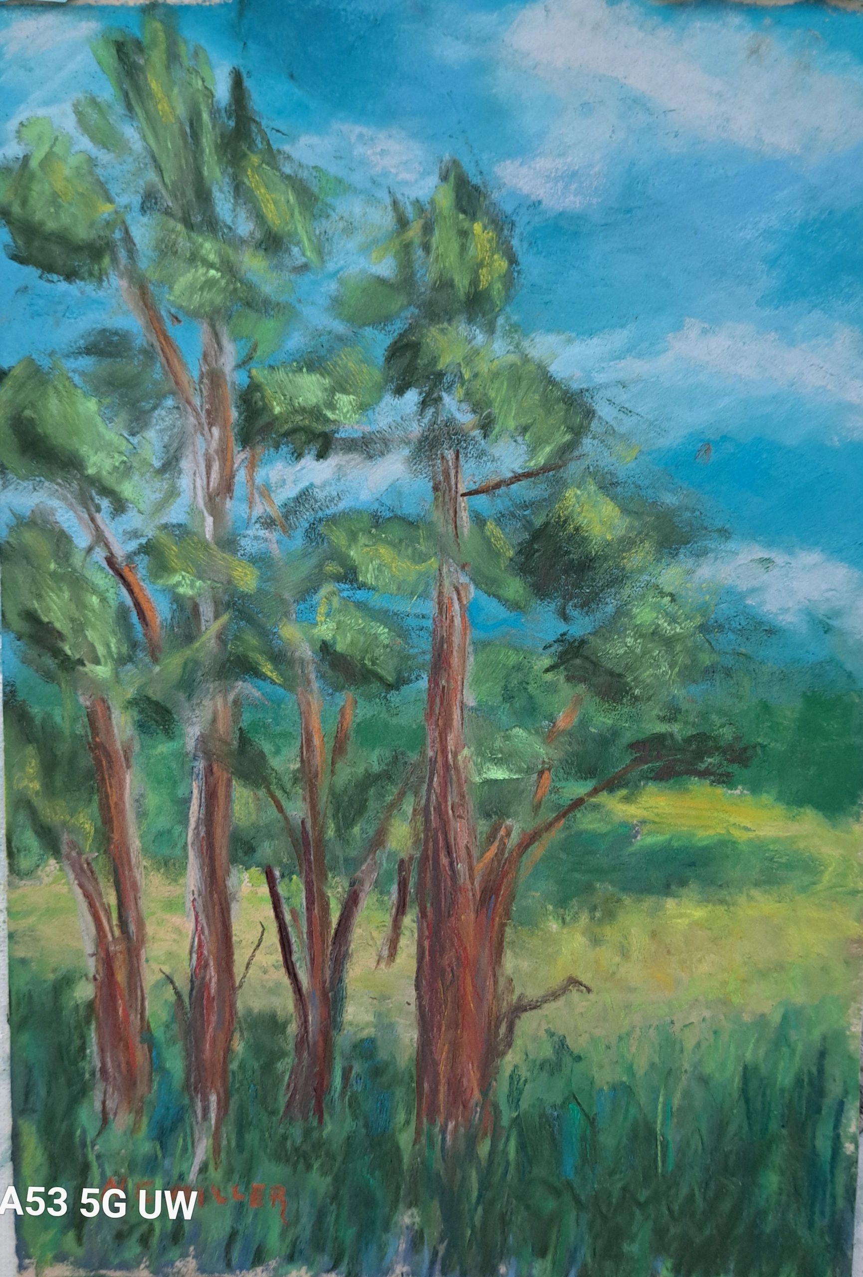 Cedartreeart, buckscountyart,fonthillart,nancyemilerartist