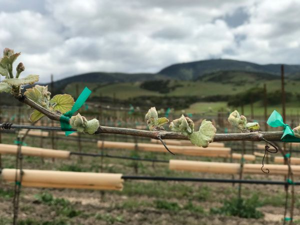 April 2020 Malbec bud break