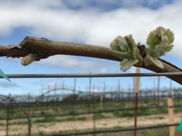 April 2020 Sangiovese bud break