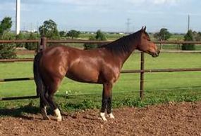 One of our brood mares at K 4 Cattle Co
