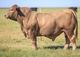 Beefmaster Cross Bull at K4 Cattle Co