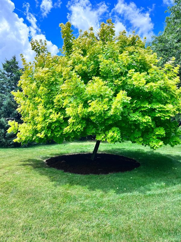 Freshly installed mulching, under a beautiful golden maple.