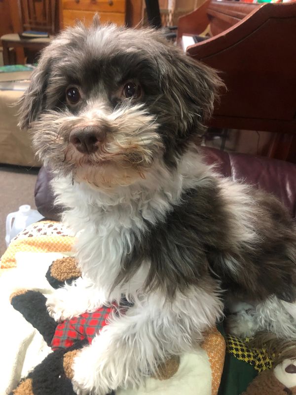 Photo of Winston