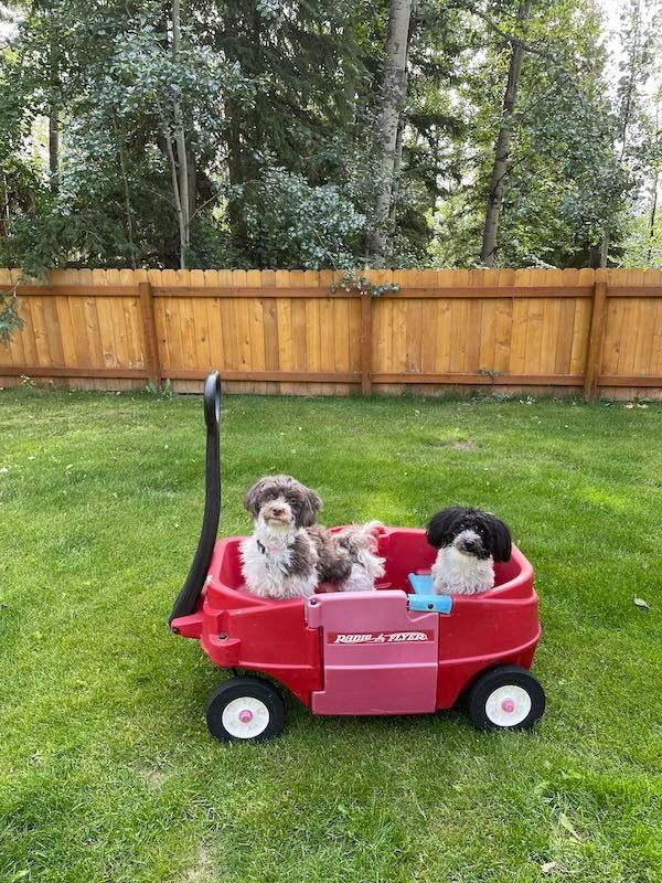 Photo of Daisy and Winston in their red wagon