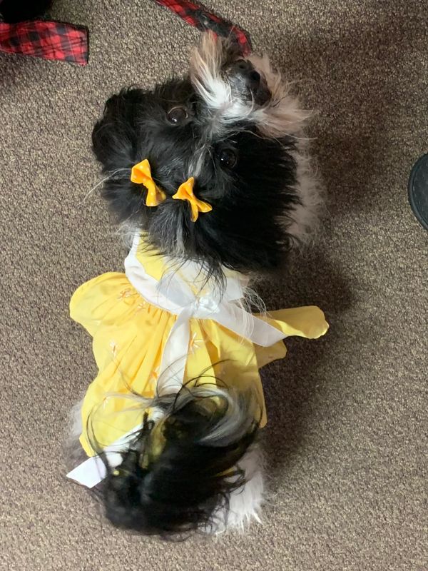 Photo of Daisy in her yellow dress