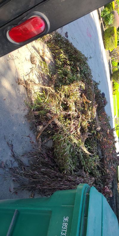 Yard waste cleanup [San Luis Obispo]