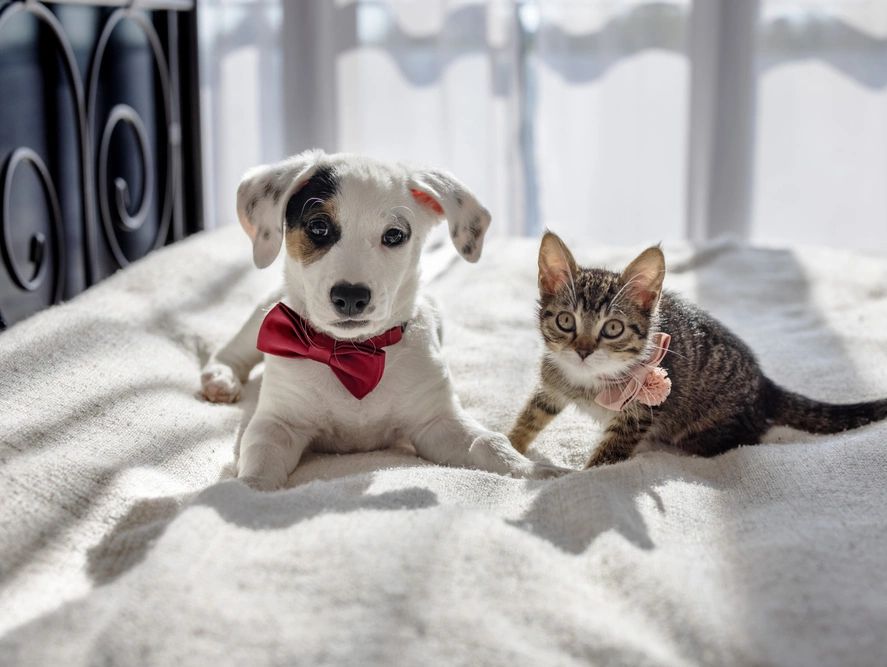 chien et chat