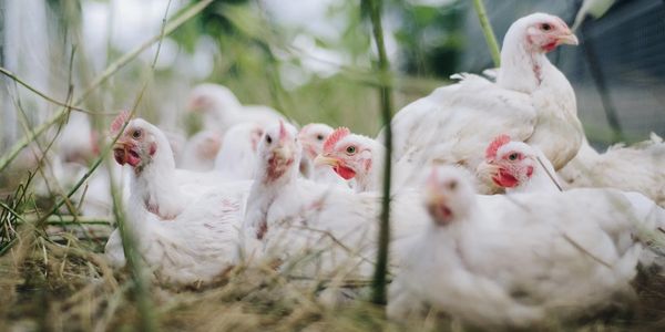 Une alimentation complète pour les coqs à chair.
Contient 18 % de protéines
pour aider vos poussins

