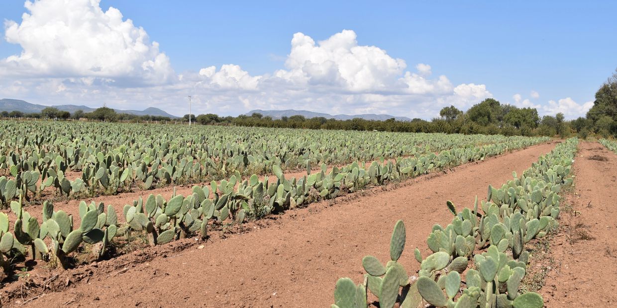 Desserto cactus leather